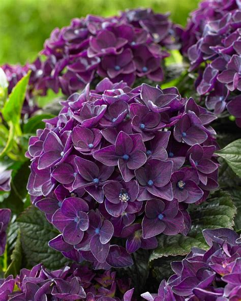 Hydrangea Macrophylla Deep Purple Dance Schrolla Pbr Music