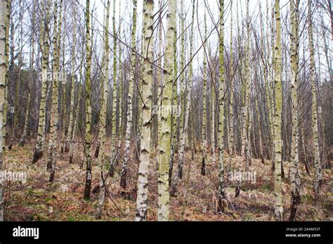 Lots Of Tree Trunks Hi Res Stock Photography And Images Alamy