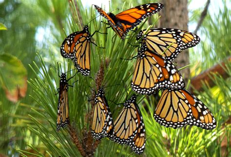 Our Marvelous Mysterious Migrating Monarchs The Link News