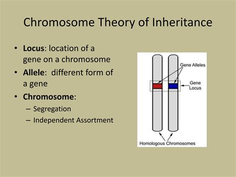 SOLUTION 4 Chromosomal Theory Of Inheritance Studypool