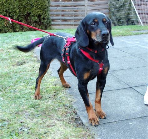 Bona, ca 8 Jahre (geb. ca 06.2015), 44 cm, weiblich – 1 Pate, auf einer ...