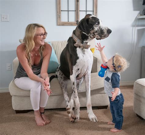 Worlds Tallest Dog Guinness World Records Honors Zeus The Great Dane