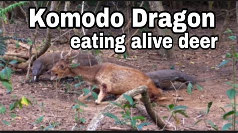 KOMODO DRAGON EATING ALIVE DEER #komodo#deer#wildlife #kuyahilsontv