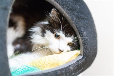 FIV Cats - Animal Aid