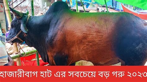 ২০২৩ হাজারীবাগ হাটের সবচেয়ে বড় গরু। ওজন প্রায় ২৫ মণ Youtube