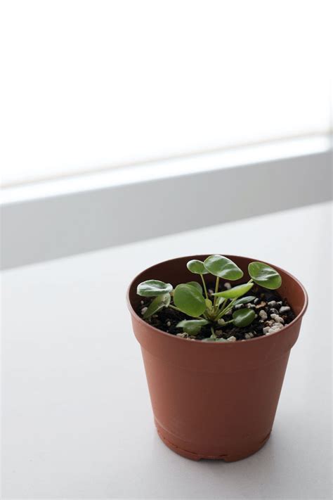 What is the best soil for indoor plants? | Style Curator