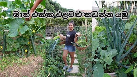 June Garden Updates 2023 Gardenharvest Garden Tour අපේ ගෙවත්තේ