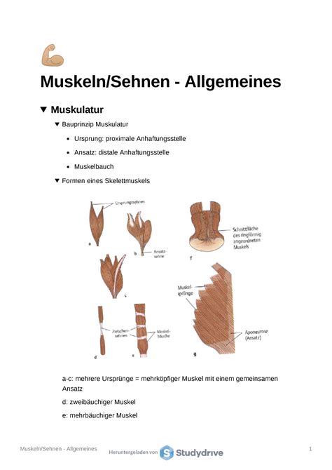 Muskeln Und Sehnen Muskeln Sehnen Allgemeines Muskulatur Bauprinzip