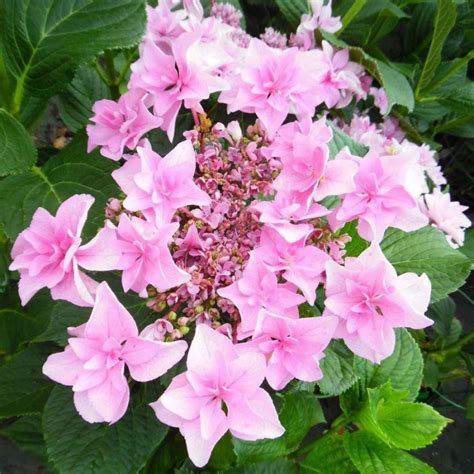 Гортензия крупнолистная Doppio Rosa (Доппио Роза) купить саженцы почтой ...