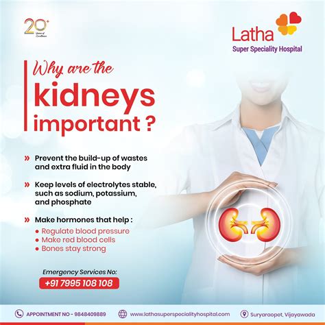 How to keep your kidneys healthy – Artofit