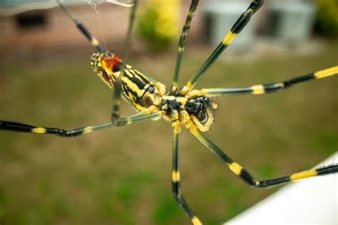 Giant ‘flying Joro Spiders Creeping Closer To Nj With 6 Spotted