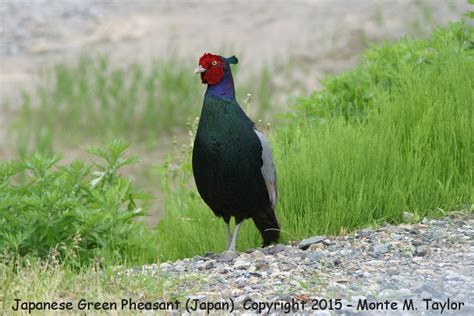 Green (Japanese) Pheasant