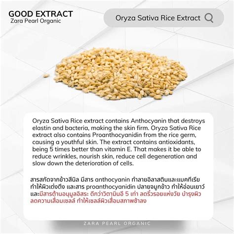 Oryza Sativa Rice extract สารสกดจากขาวสนล zarapearlthailand