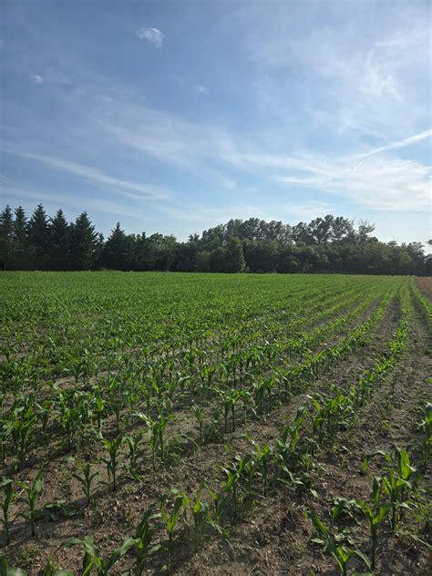 mr green jeans scandal 2