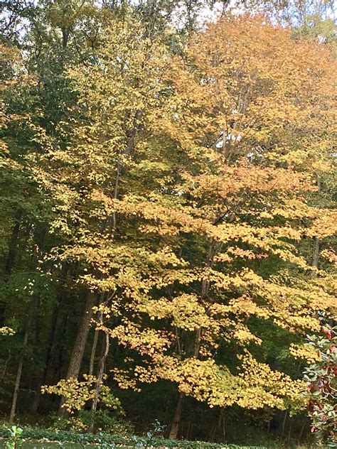 Leaf Peepers / myLot