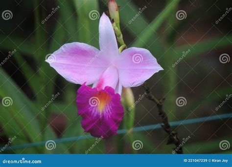 Bamboo orchid flower stock image. Image of leaf, plant - 221047239