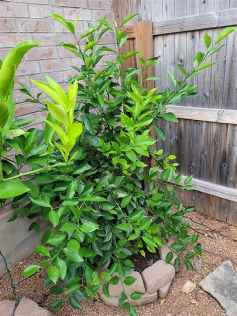 Is There Any Harm In Leaving These Water Sprouts Rcitrus