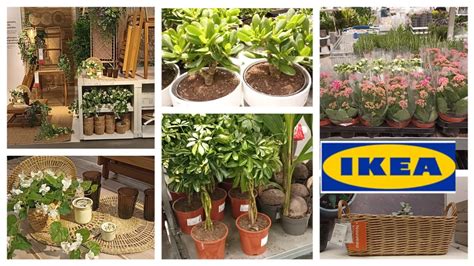 IKEA PLANT HAUL PLANTES ARTIFICIELLES ET PLANTES NATURELLES YouTube