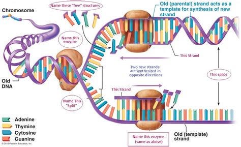 Chapter 12 Dna Replication Diagram Quizlet