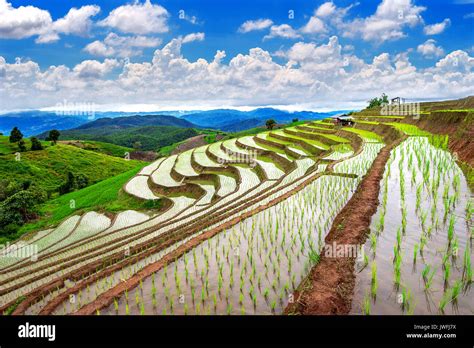 Terrace Rice Field Of Ban Pa Bong Piang In Chiangmai Thailand Stock