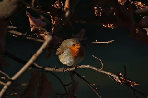 Robin Pássaro Natureza Foto Gratuita No Pixabay Pixabay