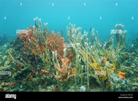 underwater marine life diversity  sea sponges   ocean floor