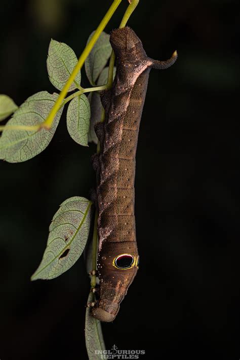 Caterpillar Theretra Sp Inglourious Reptiles Flickr