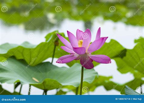 The Gorgeous Lotus Flower Stock Photo Image Of Amateur