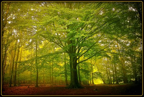 Wallpaper Sunlight Landscape Nature Grass Wood Branch Yellow