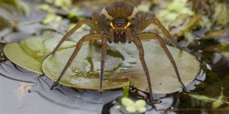 Hunting Britain’s biggest spider, the fen raft spider – UK Wildlife