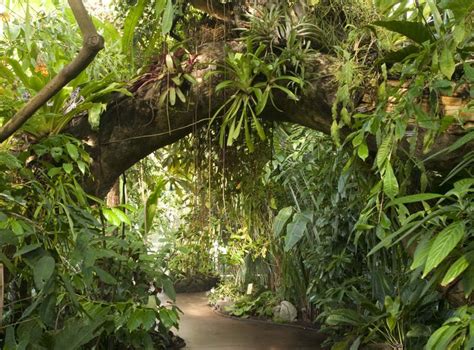 Tropical rainforest plants orchids information | Zoo Animals