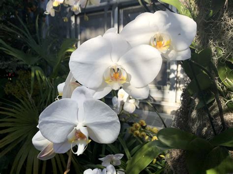 Every Goddamn Day 09 14 25 Orchids Like Sex Dolls For Bees