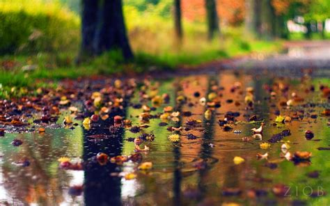 Autumn Rain Wallpapers - 4k, HD Autumn Rain Backgrounds on WallpaperBat