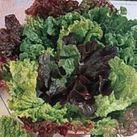 Bon Vivant Premium Blend Lettuce Seeds Etsy