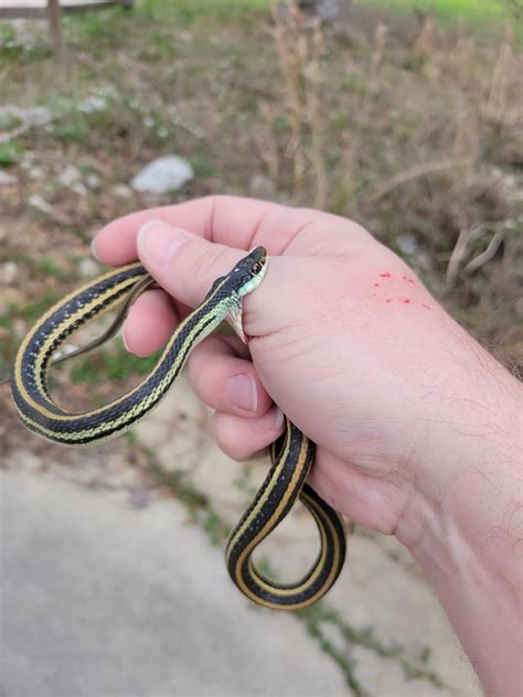 Gulf Coast Ribbon Snake From Shenandoah TX 77384 USA On March 1 2023