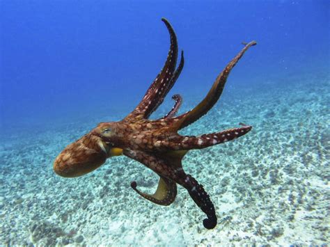 Octopus Species That Can Be Kept as Pets - Pet Ponder