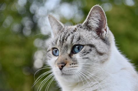 combinar Andrew Halliday Perímetro carnet para alimentar gatos