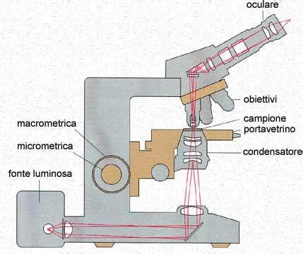 Microscopio Ottico Che Cos E Come Funziona Prima Parte