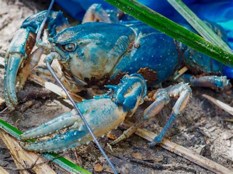 giant freshwater crayfish enhancing habitat conservation nrm north