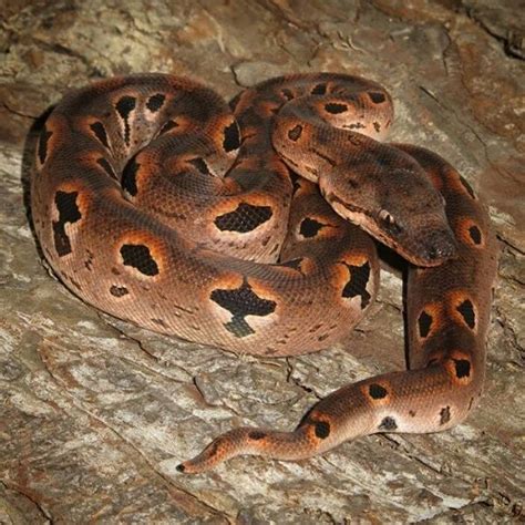 Toliara Dumerils Boas By Henry Blogg Reptile Snakes Reptiles And