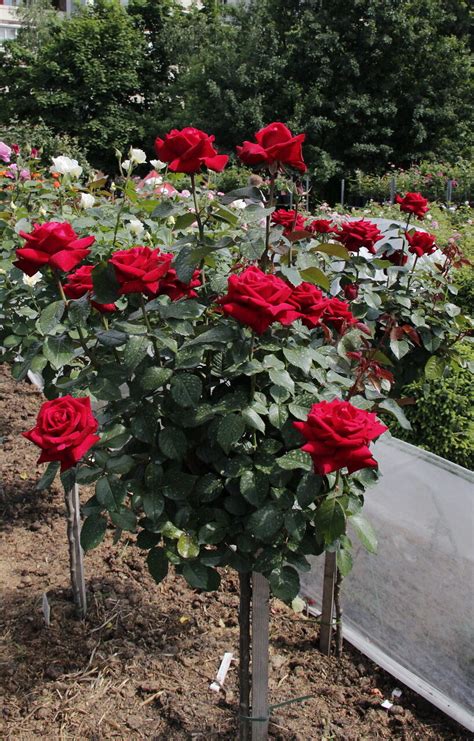 И снова розовое великолепие!Розарий Мира Увлечений 2013.ч.4. Обсуждение ...