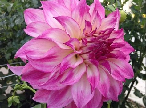 Купить Георгину декоративную Колорадо Классик в Липецке недорого