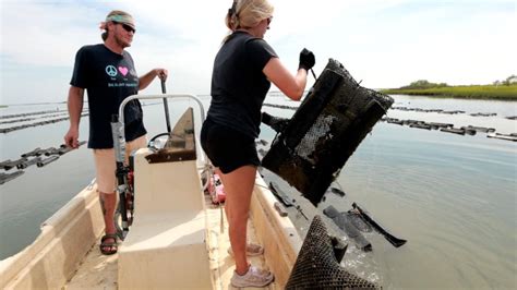 Oyster Farming in the Gulf (Part 2)