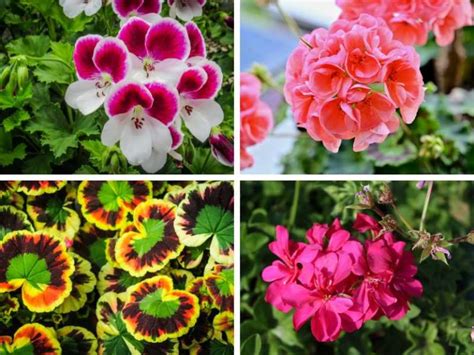 15 Different Types of Geraniums with Pictures