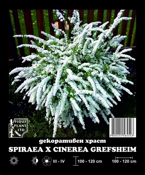 Спирея Grefshaim - PRAKTIS