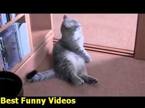 Cute Cat Begging Best Funny Videos like and subscribe My Channal Watched More Videos - YouTube