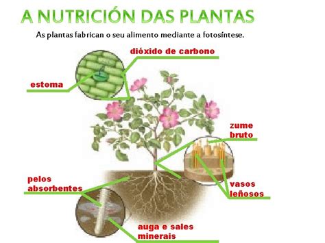 O REINO DAS PLANTAS AS PLANTAS SON SERES