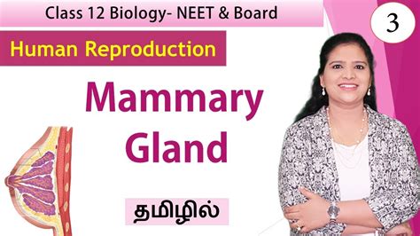 Mammary Glands Female Reproductive System Class 12 Biology தமிழ்