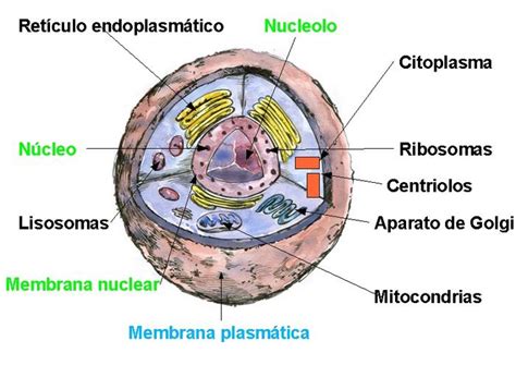 Biología Celular Estudio De La Célula