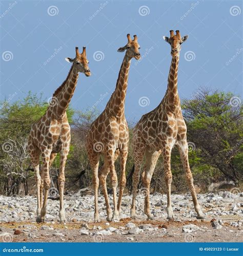 3 жирафа в национальном парке Etosha Стоковое Изображение - изображение ...